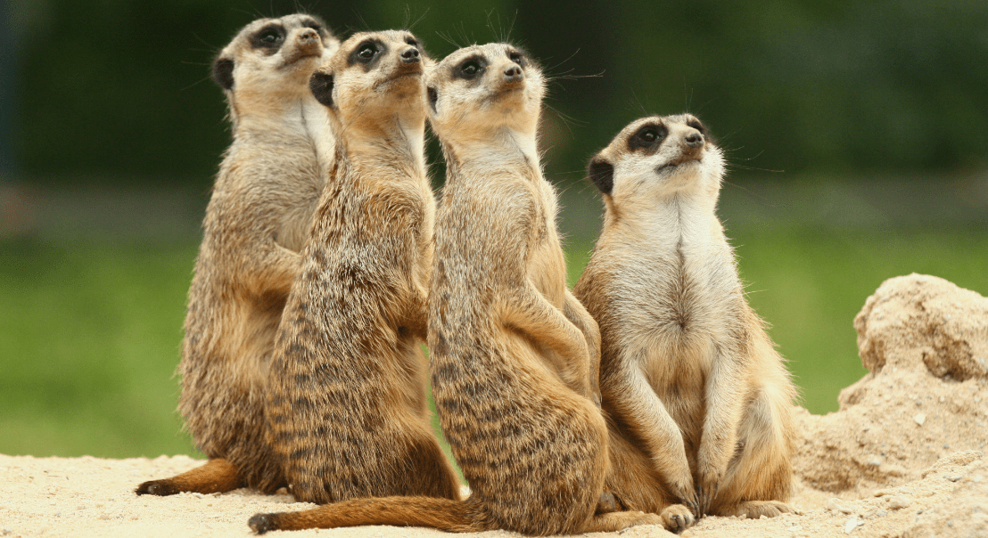 <h3 class="blue-bg-head"><a href="https://www.riverviewparkandzoo.ca/en/index.aspx" target="_blank">RIVERVIEW PARK AND ZOO</a></h3>